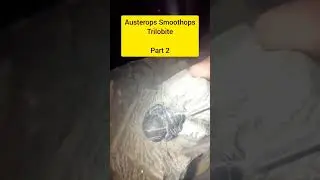 Austerops smoothops trilobite #fossils #trilobite #ammonites