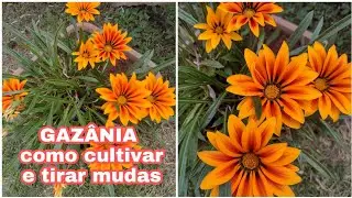 GAZÂNIA como CULTIVAR e Tirar mudas/Flor de fácil cultivo TENHA FLOR O ANO TODO COM A LINDA GAZÂNIA