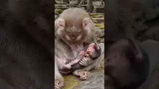 Daily update cute baby monkey and good mom #shorts