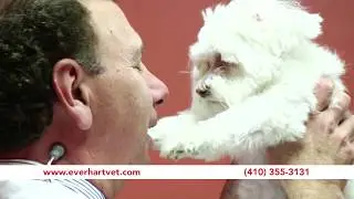 Compassionate Care at Everhart Veterinary Hospital