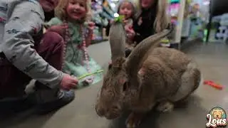 Lou's Pet Shop Inc. - Crafting a culture of kindness through responsible pet ownership since 1970!