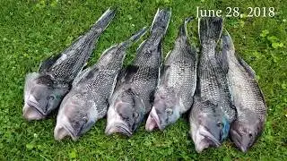 Noreast.com - Central North Shore Long Island Fishing Report -  June 28, 2018