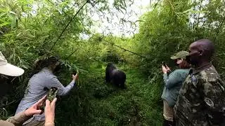 Rwanda Gorilla Trekking Part 9  - The Silverback Encounter