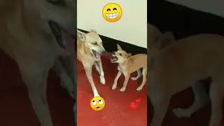 #funny #joyfulpets #funnypets #catjoy #cat #comedy #joy #catvideos #petjoy #