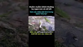 Muồm muỗm khinh thường bọ ngựa non v&agrave; c&aacute;i kết #shorts
