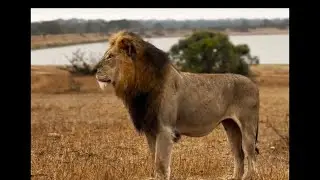 Red Road Male Lion on Patrol after Anthrax Treatment | Manyeleti | 5 October 2025