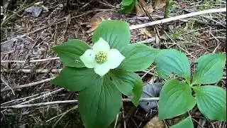 MyNature Apps; Identifying Bunchberry, Cornus canadensis