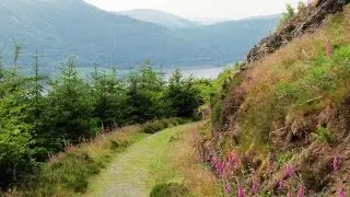 Lake District Country Walk   Osprey Viewpoint and Dodd from Dodd Wood Car Park round