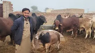 Khokhar Cattle Farm | How to Face Problems in Bachra Farming? Cattle farming Best Management Always?