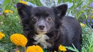 179 Dogs and Cats Rescued from Several Different Hoarding Cases in Cleveland