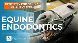 Equine Endodontics: Spotting Pulp Horn Exposure in Horses