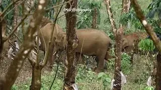 സ്വന്തമായി റബ്ബർ തോട്ടം കാട്ടാനകൾ #athirapalli #elephant #wildlife #animals #kabanil #travel 