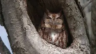 A North American Eastern Screech Owl (rufous phase) dozes off  in a tree cavity in the northern USA