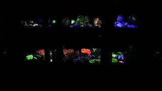 UV MINERALS CABINET - featuring Engenious Designs LNKR Longwave Mineral Lamps