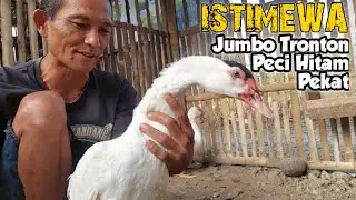 ISTIMEWA ! TERNAK ENTOK JUMBO TRONTON PECI HITAM PEKAT NATURAL AYU FARM