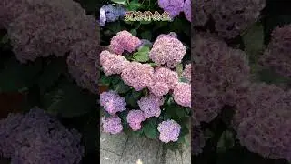 你们种绣球了吗#绣球花 #爱生活爱养花 #植物 #花园生活 #花卉绿植