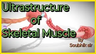Ultrastructure of Skeletal Muscle |  Locomotion and Movement | Class 11 | #skeletalmuscle #biology 