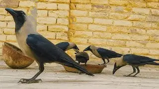 Crow Family Breakfast | July Mornings ASMR 🐦 #crowsounds #crows