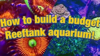 How to build a REEFTANK AQUARIUM on a BUDGET!  3 essential tips
