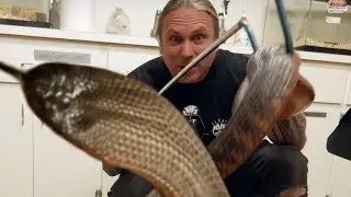 HANDLING SOME VERY DEADLY SNAKES!! | BRIAN BARCZYK