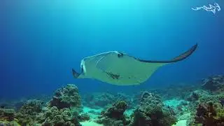 Quality time with a young male Reef Manta - Mobula alfredi