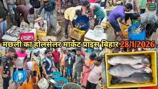 मछली  होलसेलर मार्केट प्राइस पुर्णिया बिहार बुधवार के दिन मछली का होलसेलर रेट|fish holselar Market 