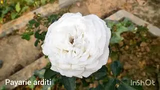 Rose   Peter mayle, Payarie arditi,