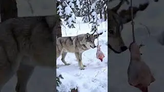 Will the wolf grab it or retreat オオカミは選ぶ？#wolf #wildlife #nature