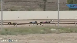 How To Select Greyhound Lays Australian Greyhound Racing Today Racing Tips