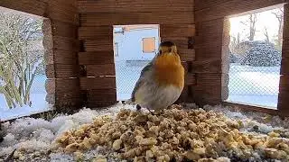 Rotkehlchen Robin im Vogelhaus 