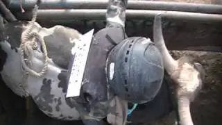 miniature bucking bull/ colten fritzlan