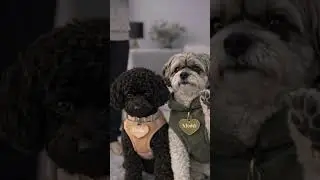 Bella&ndash;Mishti: Statue Challenge 😂🐾