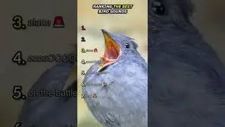 Ranking the best bird sounds #birdsounds