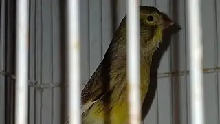 canario o canaria ?