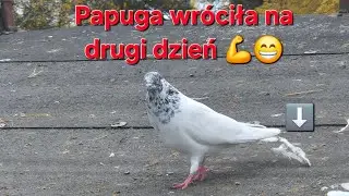 Efekty selekcji. 228 sztuk! Ścina! Już nie ma kolor&oacute;w wyszfanc&oacute;w. Wr&oacute;ciła papuga. 30 łapanych!