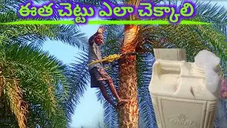 ఈత చెట్టు ఎలా చెక్కాలి | Palm Tree Cutting | Date Palam Tree Pruning Tips | Khajur Tree Care Telugu
