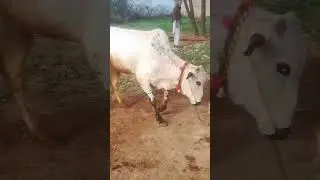 Dhanni Bull in Masti
