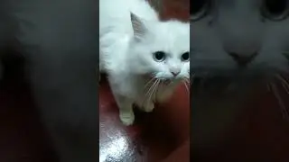 🤣🤣Facebook Pombala sokku❤ #comedy #funny  Simba 🐱