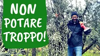 QUANTO potare l'OLIVO? Non bisogna svuotare la chioma [l'errore più diffuso]
