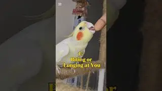 5 Signs Your Bird May Not LOVE or TRUST You (yet)