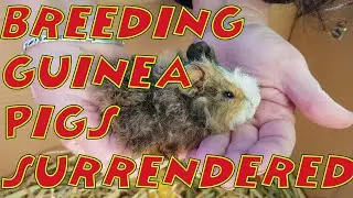 Rescue breeding group covered in fungal by Cavy Central