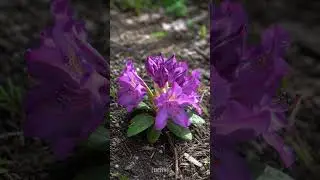 Timelapse Purple Rhododendron Bloom ✨ | 4K Ultra HD