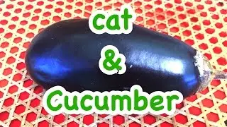 Cat & Cucumber - cats freak out when they see a cucumber
