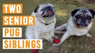 Two senior pug siblings