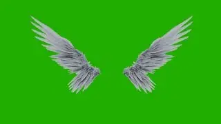 Angel wings in green screen | Free Download  | 4K
