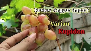 Review Anggur Import Varian Kupidon