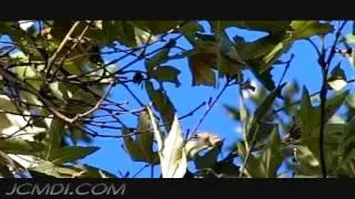 Slow Motion Hummingbird Take-Offs Upscaled to 720pHD