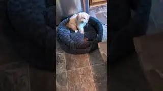Biscuit Week 6: Waiting in Place on his bed to practice holding a Stay