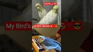 &ldquo;Cockatiel Bird Singing Like a Pro 🎶 | Super Cute Talent&rdquo; #cockatiel #birds #parrot #pets