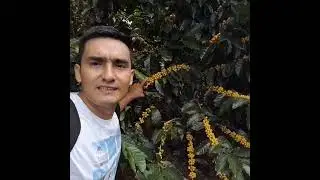 Café Obatá Amarillo a 1500 msnm, listo para la cosecha en Perú 🇵🇪